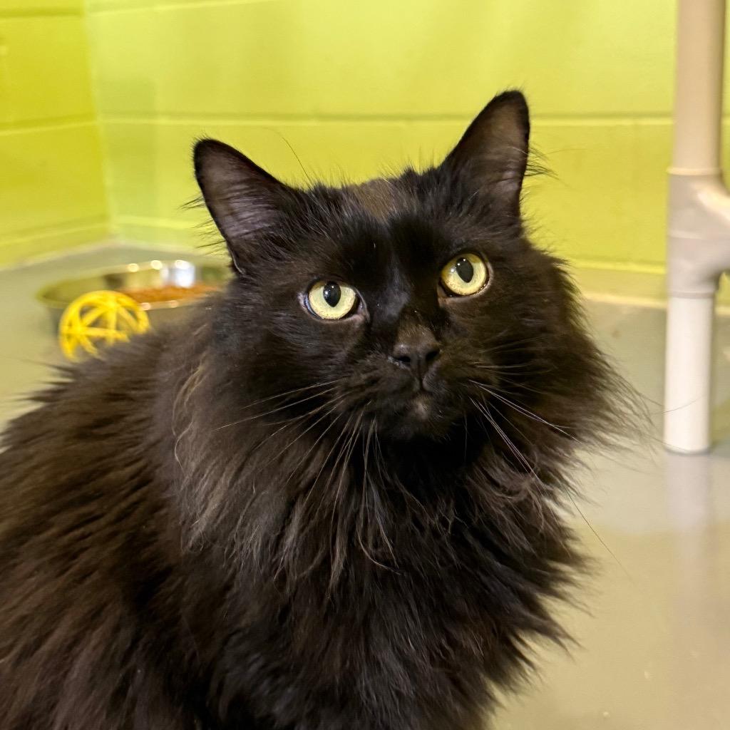 Enlarge Stasia, a Adoptable mixed breed in South Bend, IN image 6/6