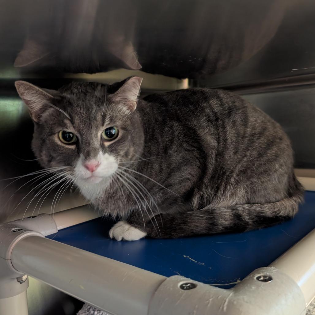 Enlarge Buddy, a Adoptable Domestic Short Hair in Emporia, KS image 1/1