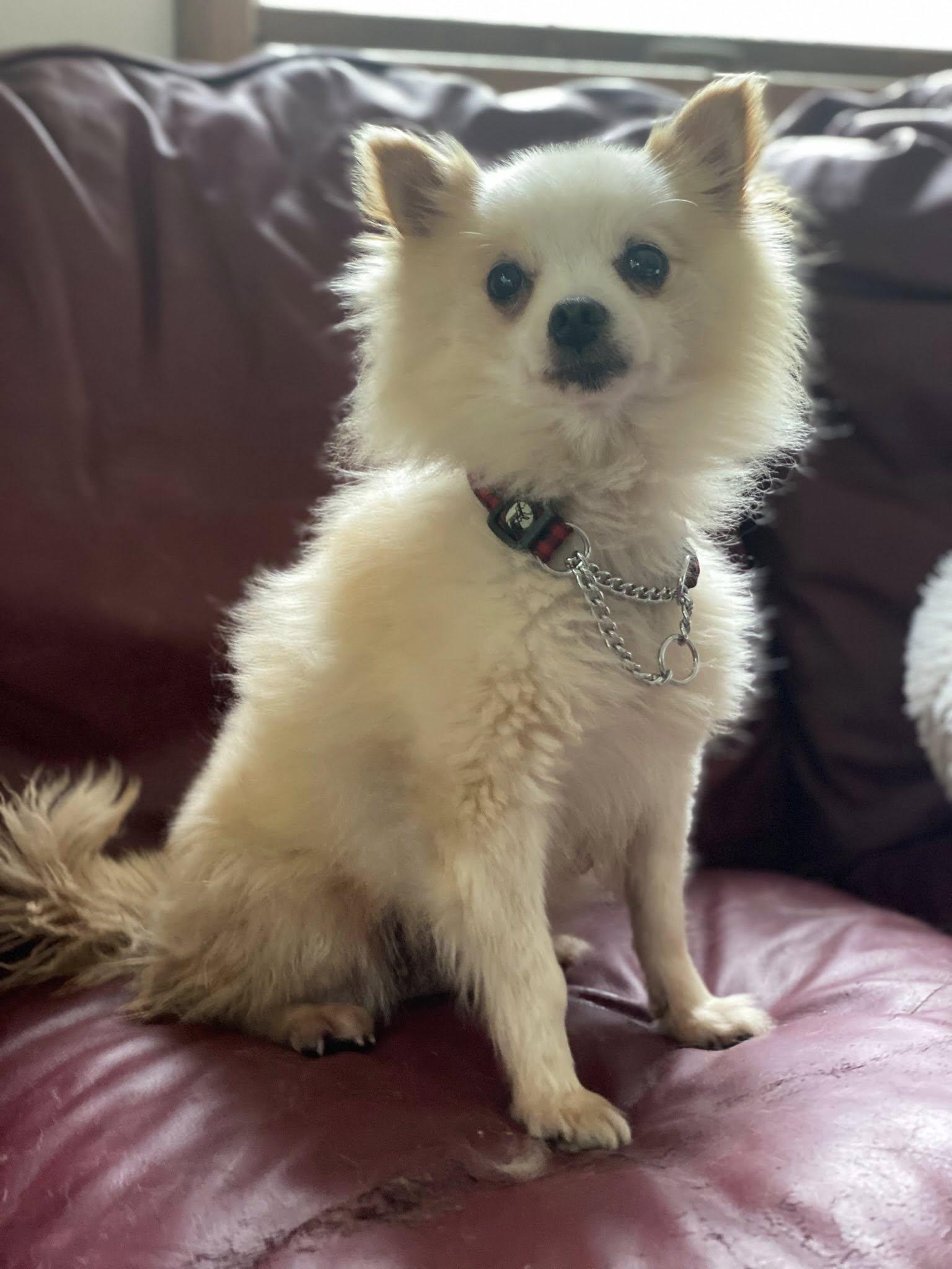 Misty, Adopted, Senior Female Pomeranian.