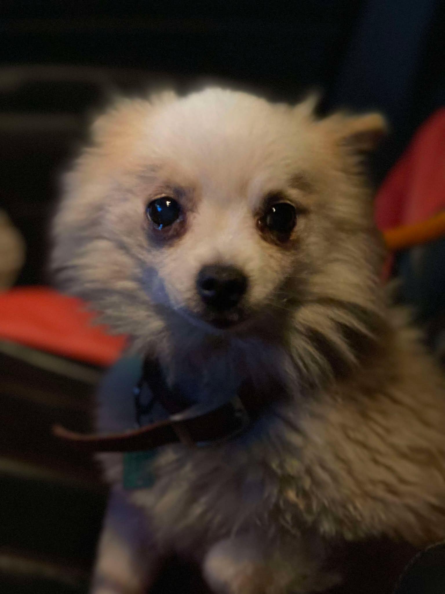 Enlarge Misty, a Adopted Pomeranian in Lewistown, PA image 2/3