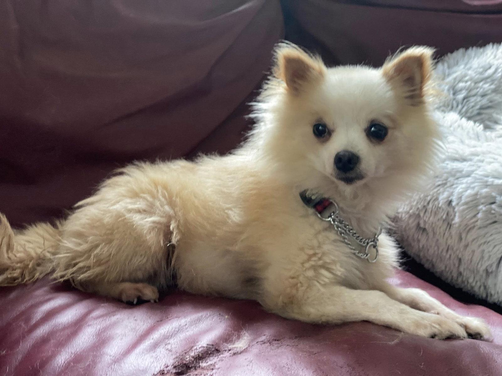 Enlarge Misty, a Adopted Pomeranian in Lewistown, PA image 3/3