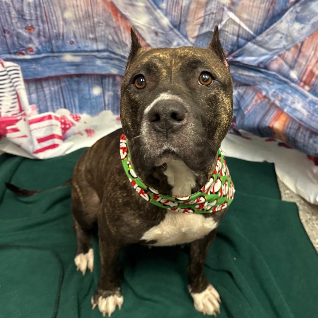 Princess, Adoptable, Adult Female Pit Bull Terrier.