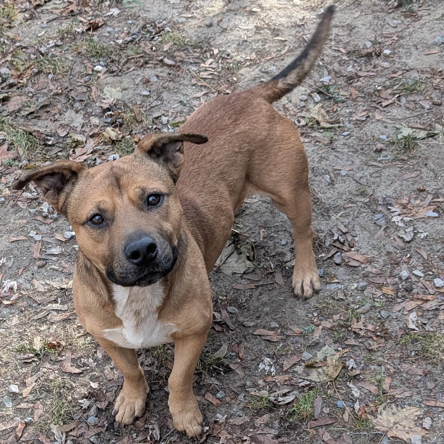 Enlarge Elmer, a ADOPTABLE Mixed Breed in Burlington, VT image 3/6