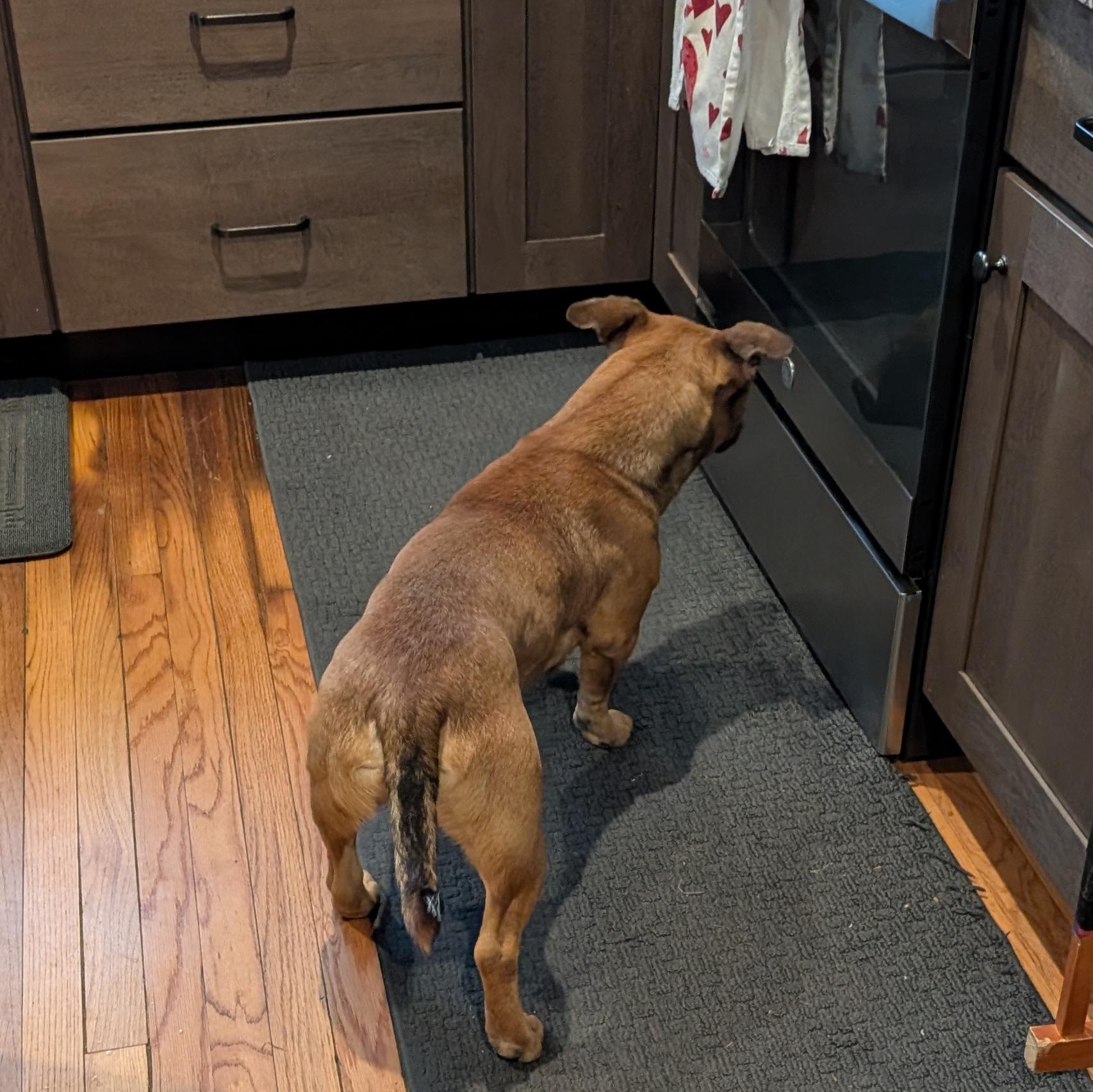 Enlarge Elmer, a ADOPTABLE Mixed Breed in Burlington, VT image 2/6