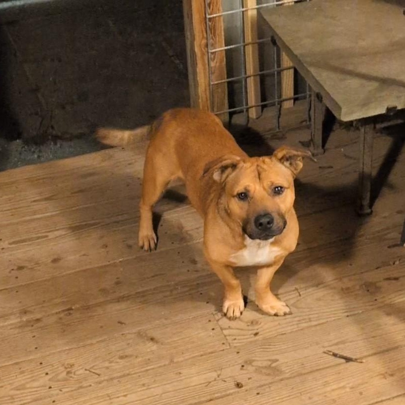 Enlarge Elmer, a ADOPTABLE Mixed Breed in Burlington, VT image 1/6