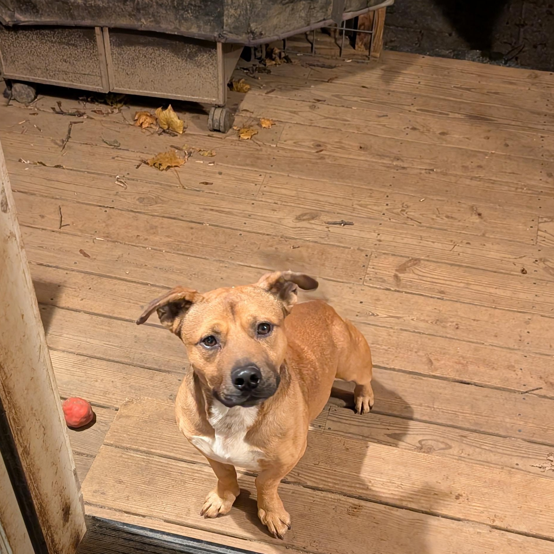 Enlarge Elmer, a ADOPTABLE Mixed Breed in Burlington, VT image 5/6
