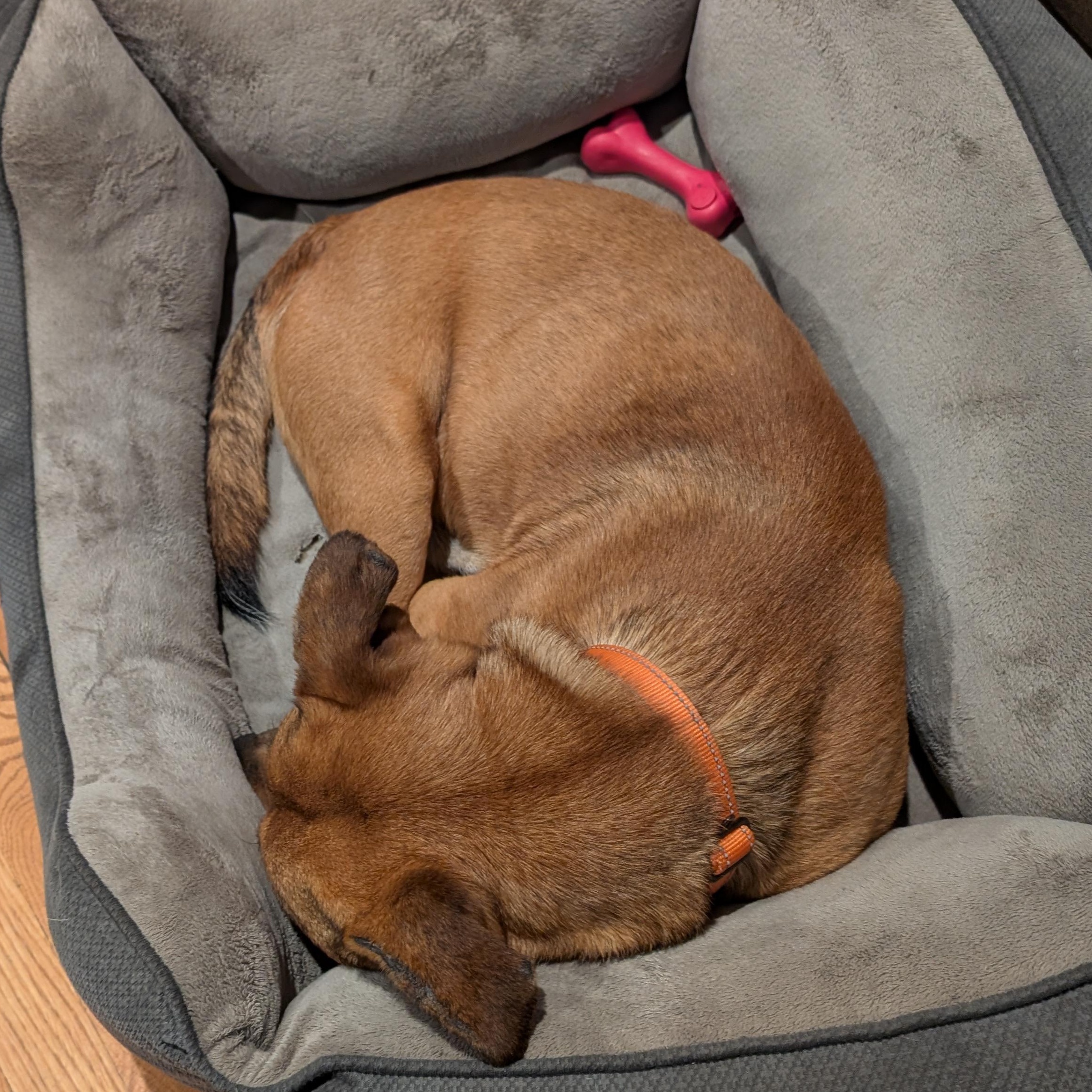 Enlarge Elmer, a ADOPTABLE Mixed Breed in Burlington, VT image 6/6