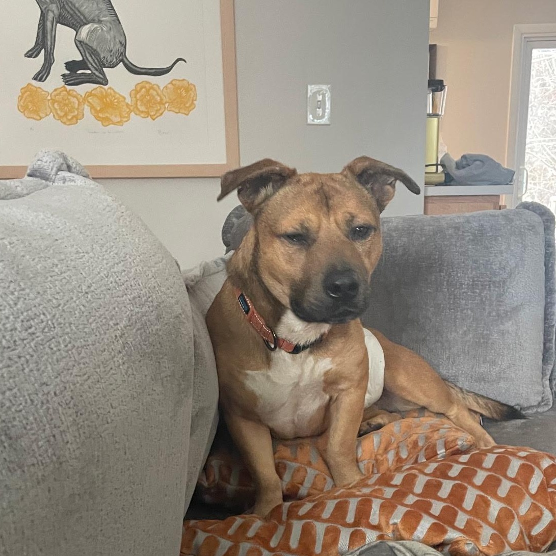 Elmer, ADOPTABLE, Adult Male Mixed Breed.