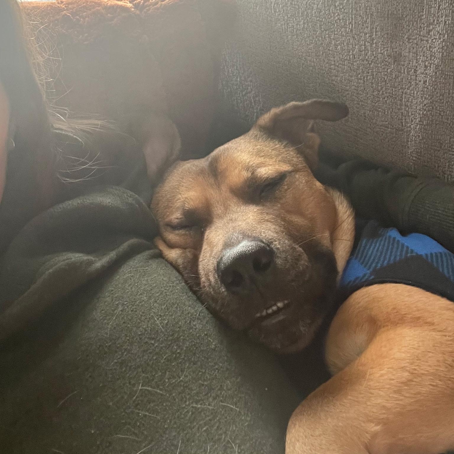 Enlarge Elmer, a ADOPTABLE Mixed Breed in Burlington, VT image 5/6