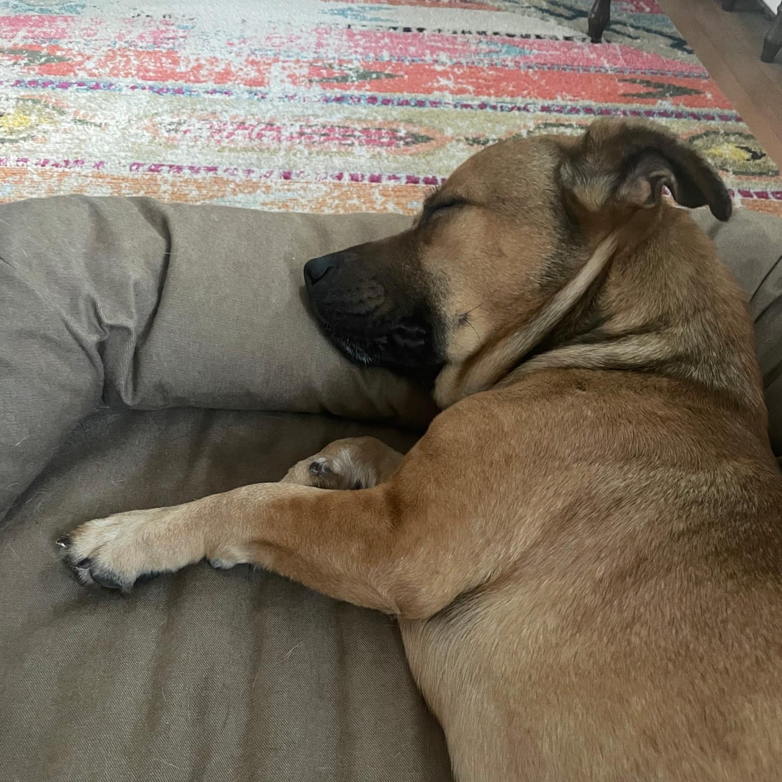 Enlarge Elmer, a ADOPTABLE Mixed Breed in Burlington, VT image 2/6