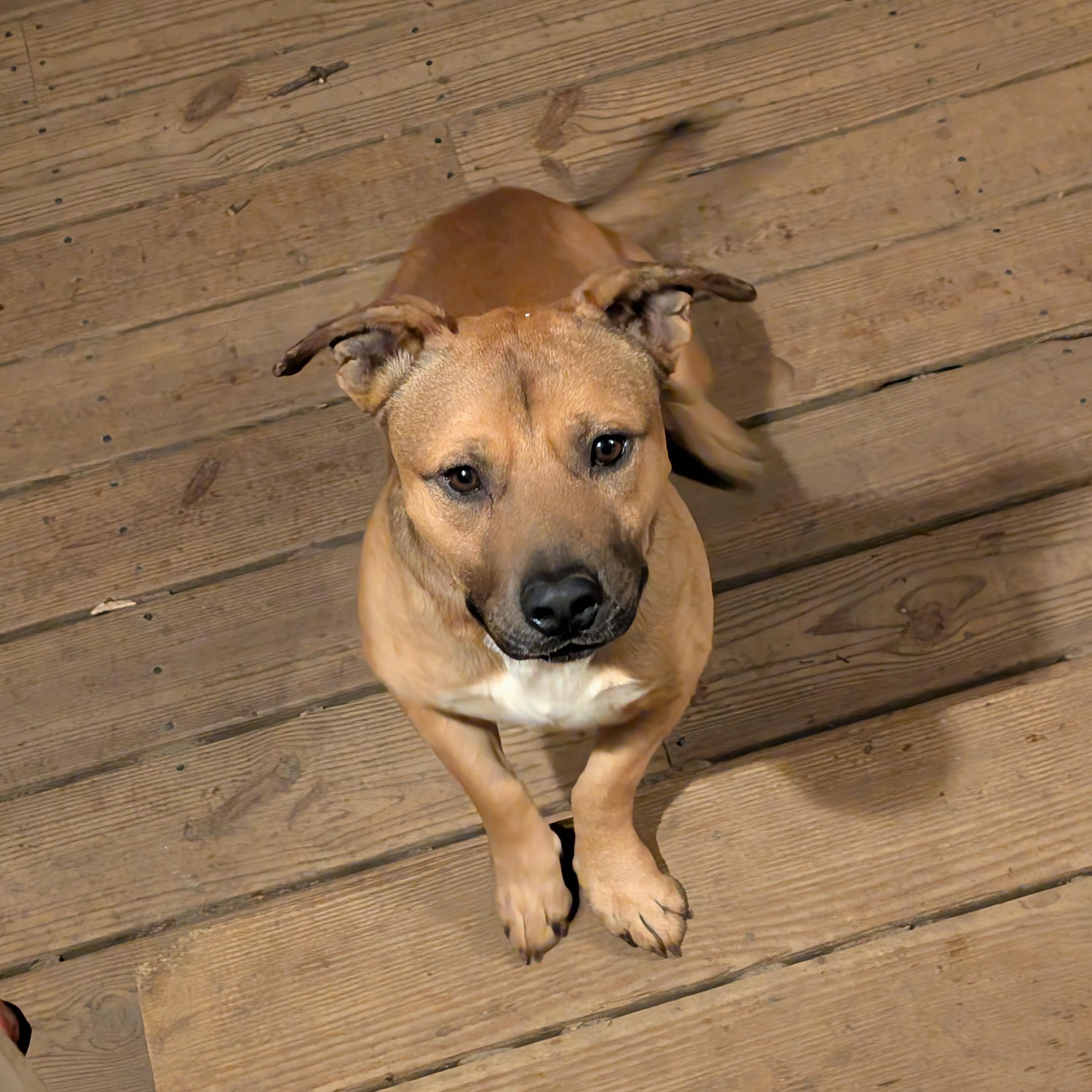 Enlarge Elmer, a ADOPTABLE Mixed Breed in Burlington, VT image 4/6