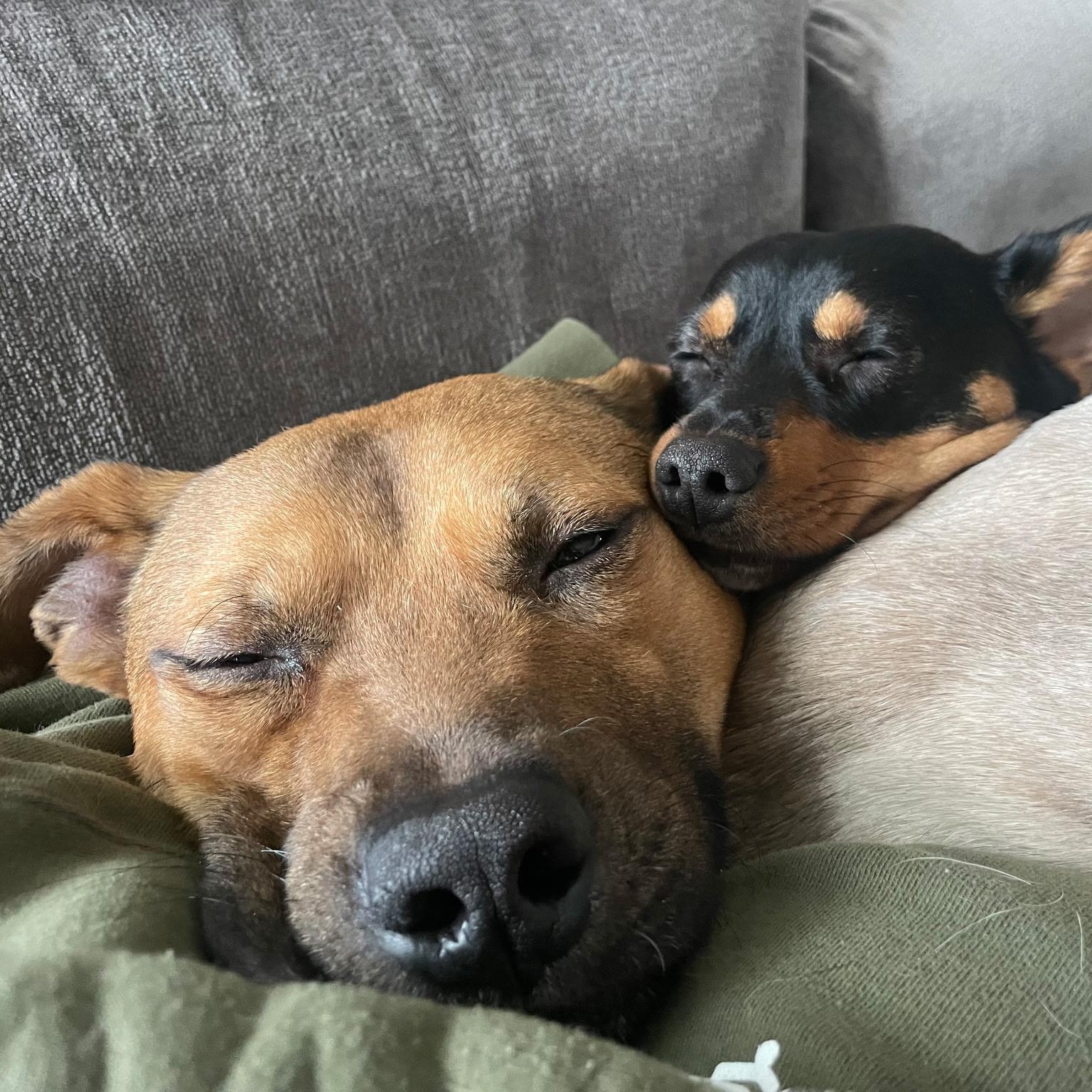 Enlarge Elmer, a ADOPTABLE Mixed Breed in Burlington, VT image 6/6