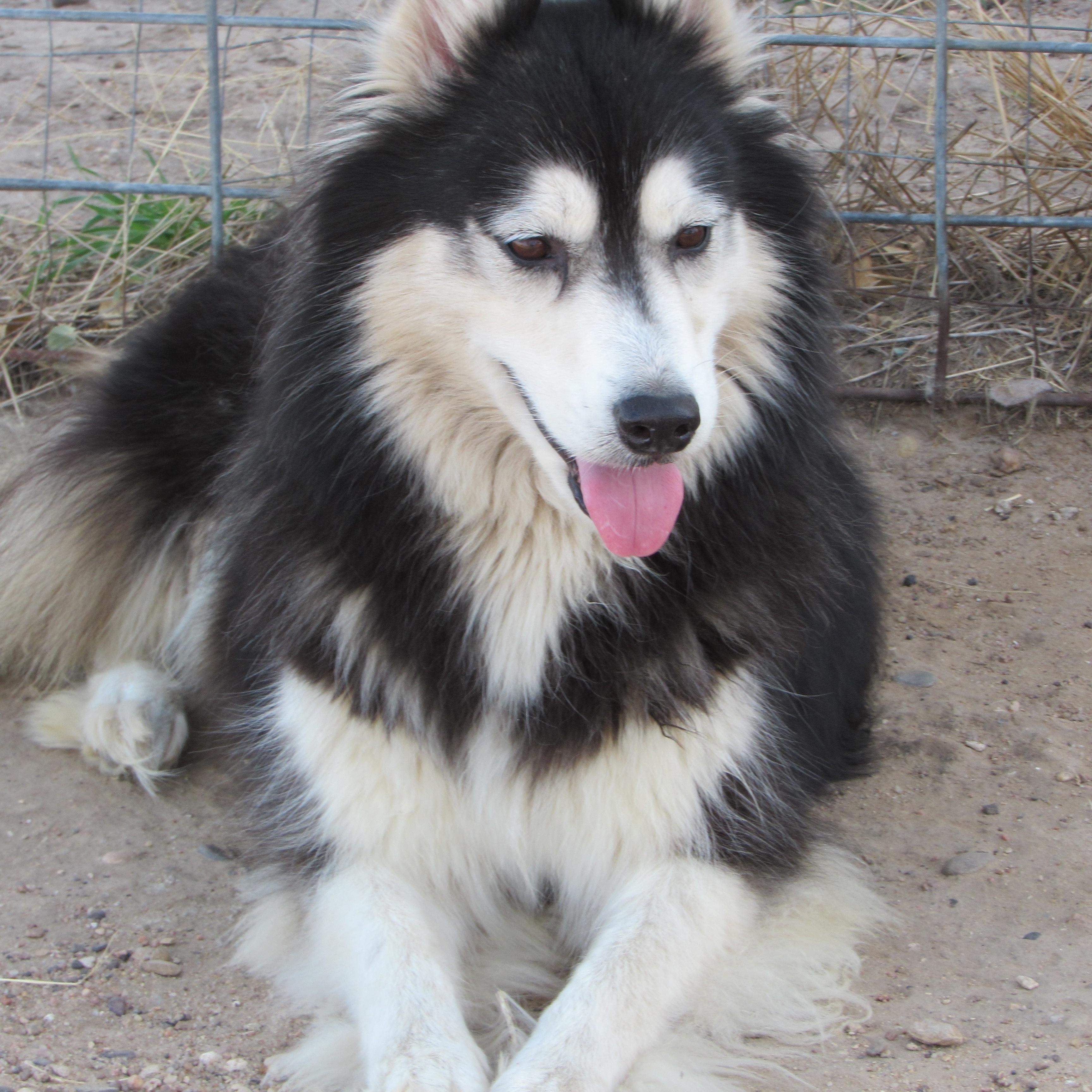 Enlarge Evie, a ADOPTABLE Siberian Husky in Liberal , KS image 2/2