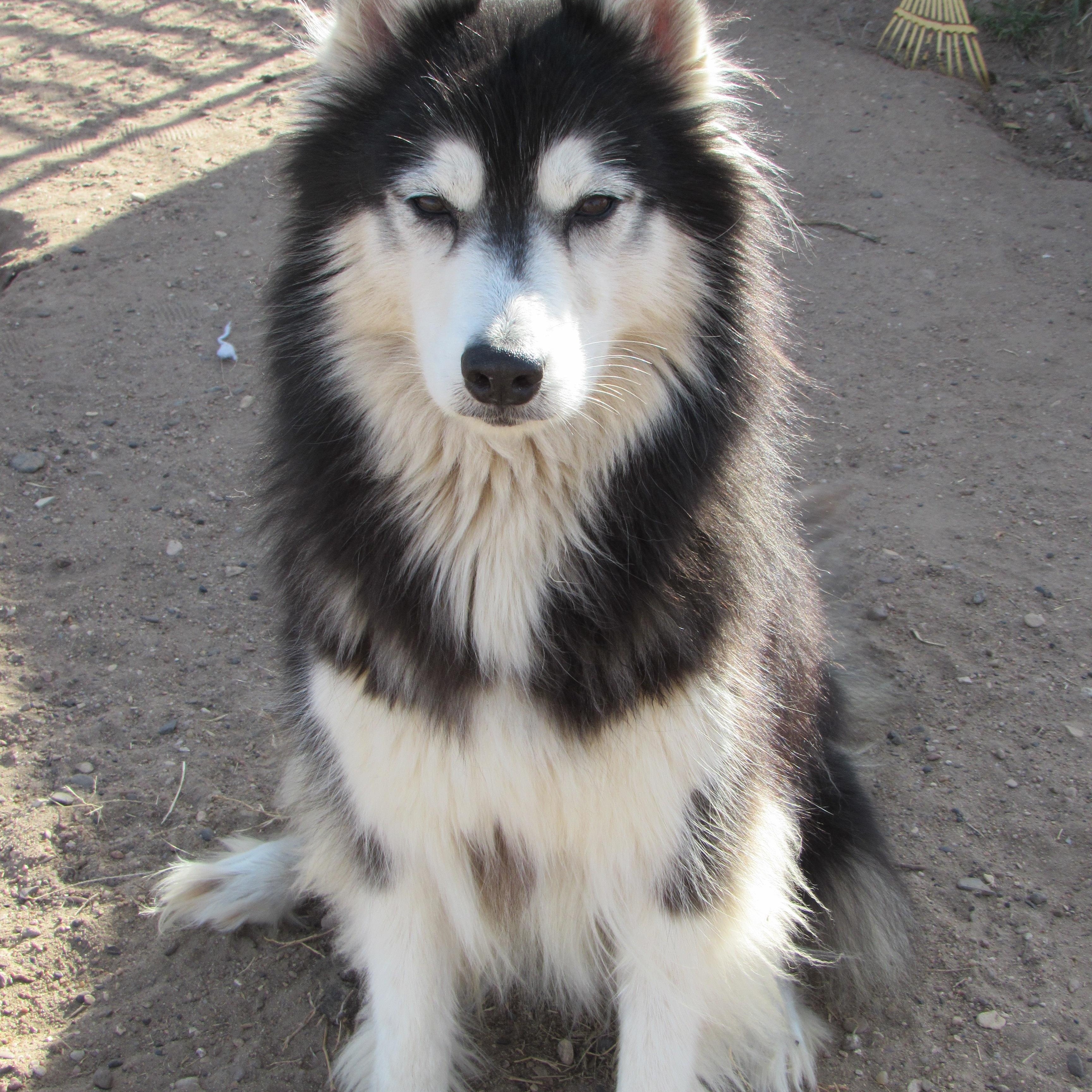 Enlarge Evie, a ADOPTABLE Siberian Husky in Liberal , KS image 1/2