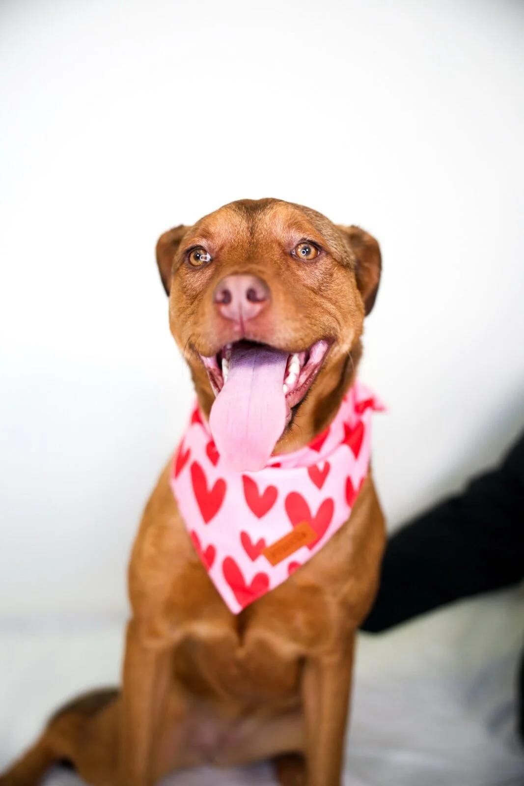 Sunny D, Adoptable, Puppy Female Pit Bull Terrier.