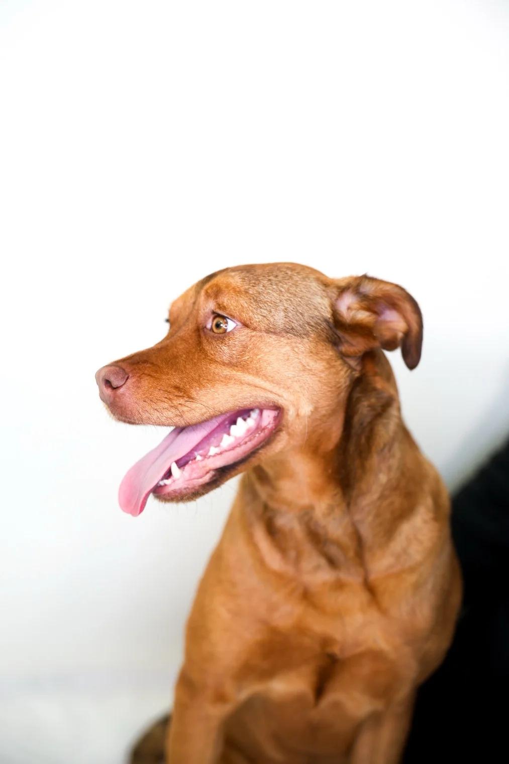 Sunny D, a Adoptable mixed breed in Bixby, OK image 2/4