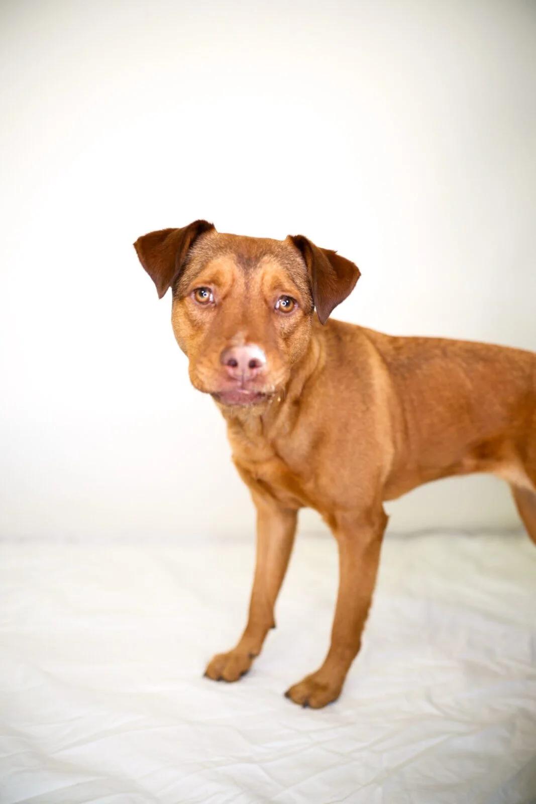 Sunny D, a Adoptable mixed breed in Bixby, OK image 3/4