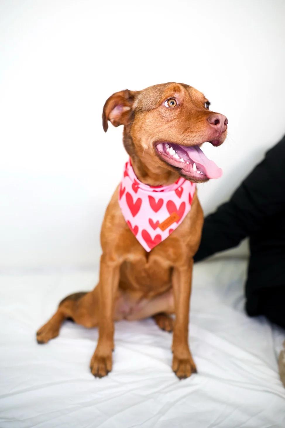 Sunny D, Baby Female Pit Bull Terrier