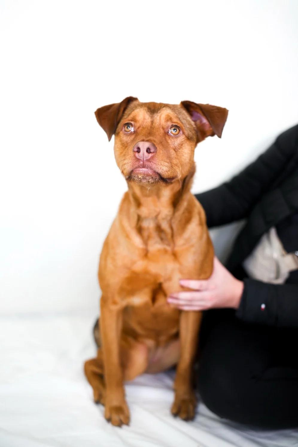 Sunny D, a Adoptable mixed breed in Bixby, OK image 1/5