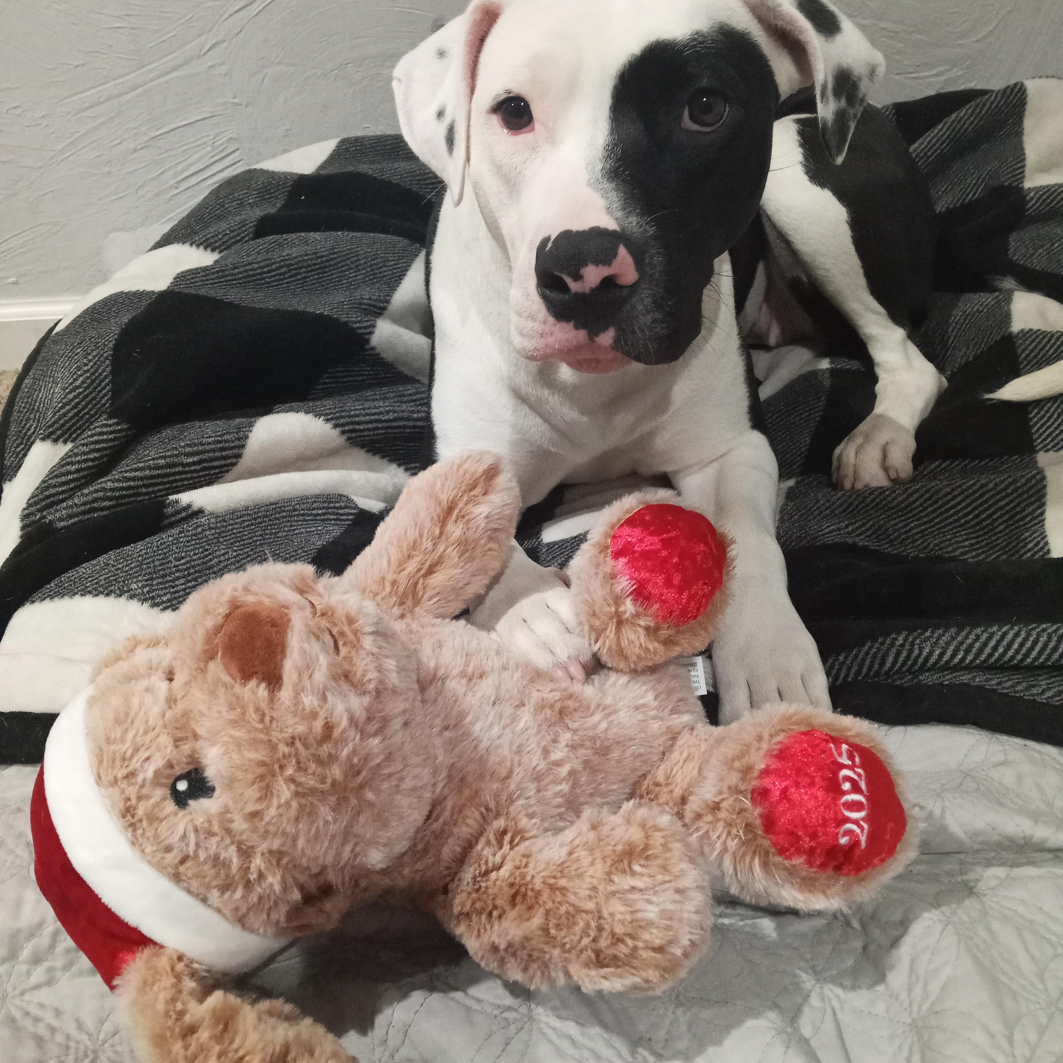 Blindy, Adoptable, Adult Female Pit Bull Terrier.