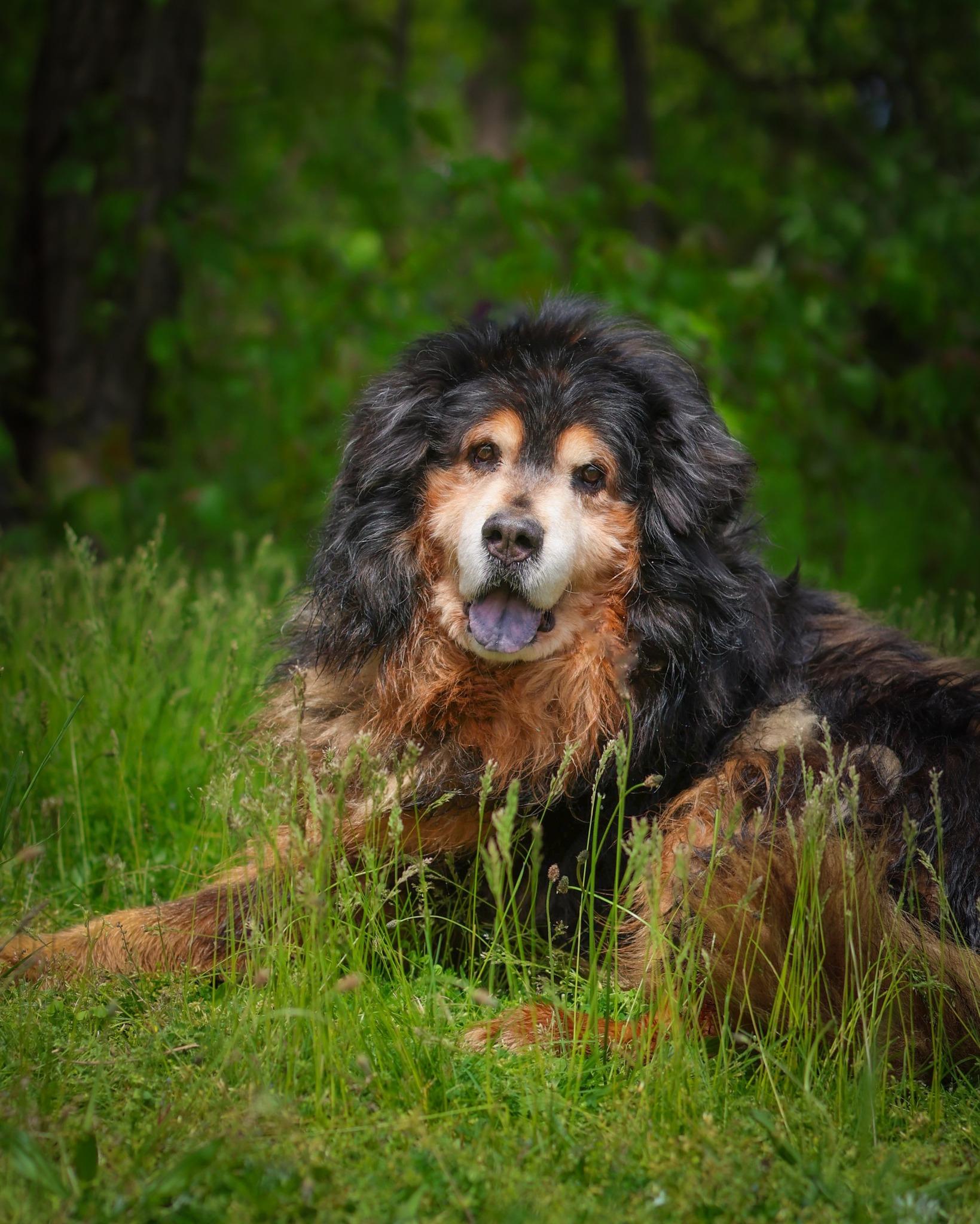 Baikal, ADOPTABLE, Senior Male Chow Chow.