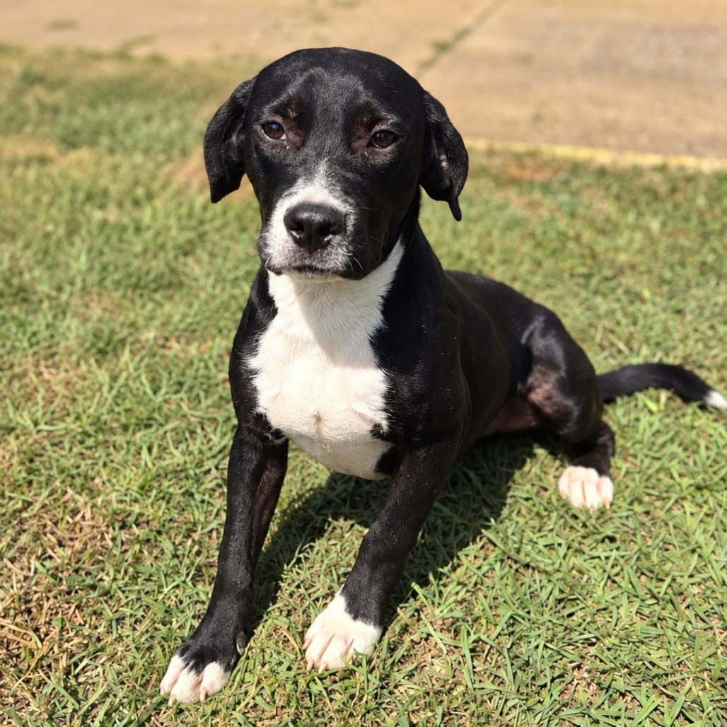 Enlarge General, a Adoptable Mixed Breed in Corinth, MS image 1/3