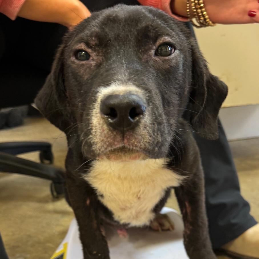 Enlarge General, a Adoptable Mixed Breed in Corinth, MS image 2/3