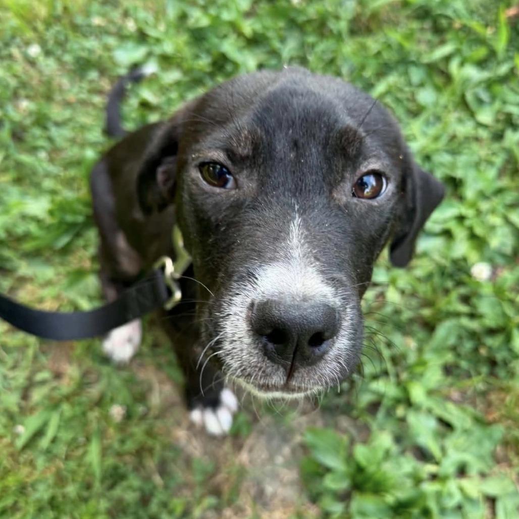 Enlarge General, a Adoptable Mixed Breed in Corinth, MS image 3/3