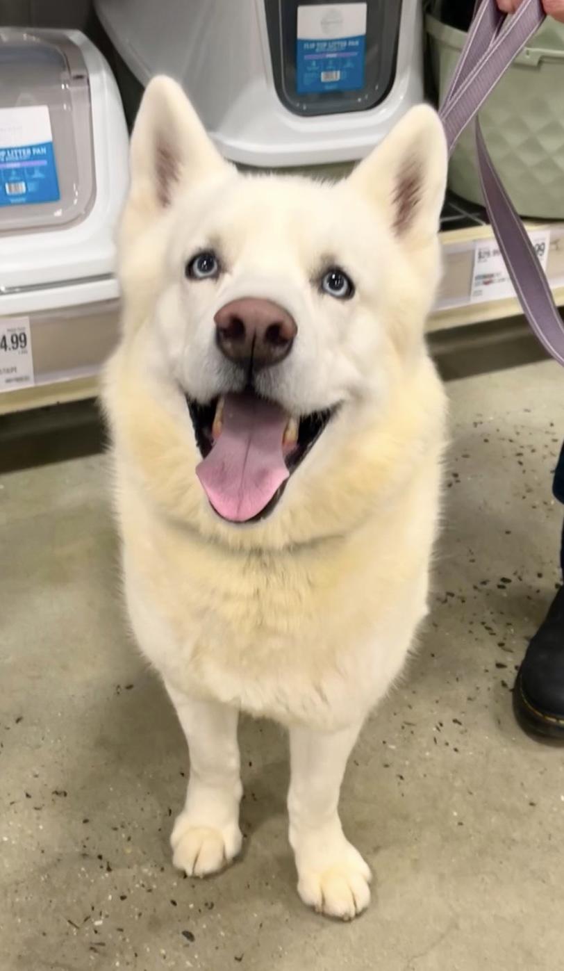 Ghost, a Adoptable mixed breed in Warren, NJ image 2/5