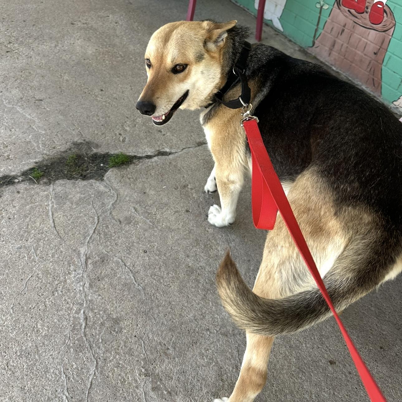 Leo 2, Adoptable, Adult Male German Shepherd Dog.