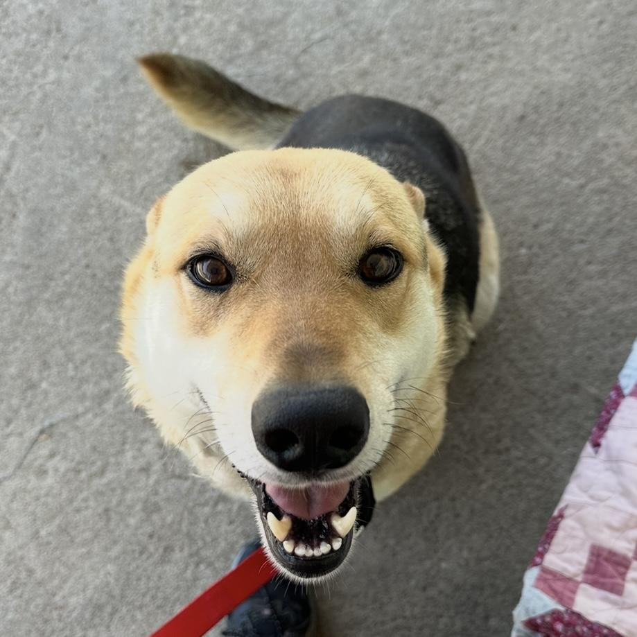 Leo 2, a Adoptable mixed breed in Trenton, MO image 2/3