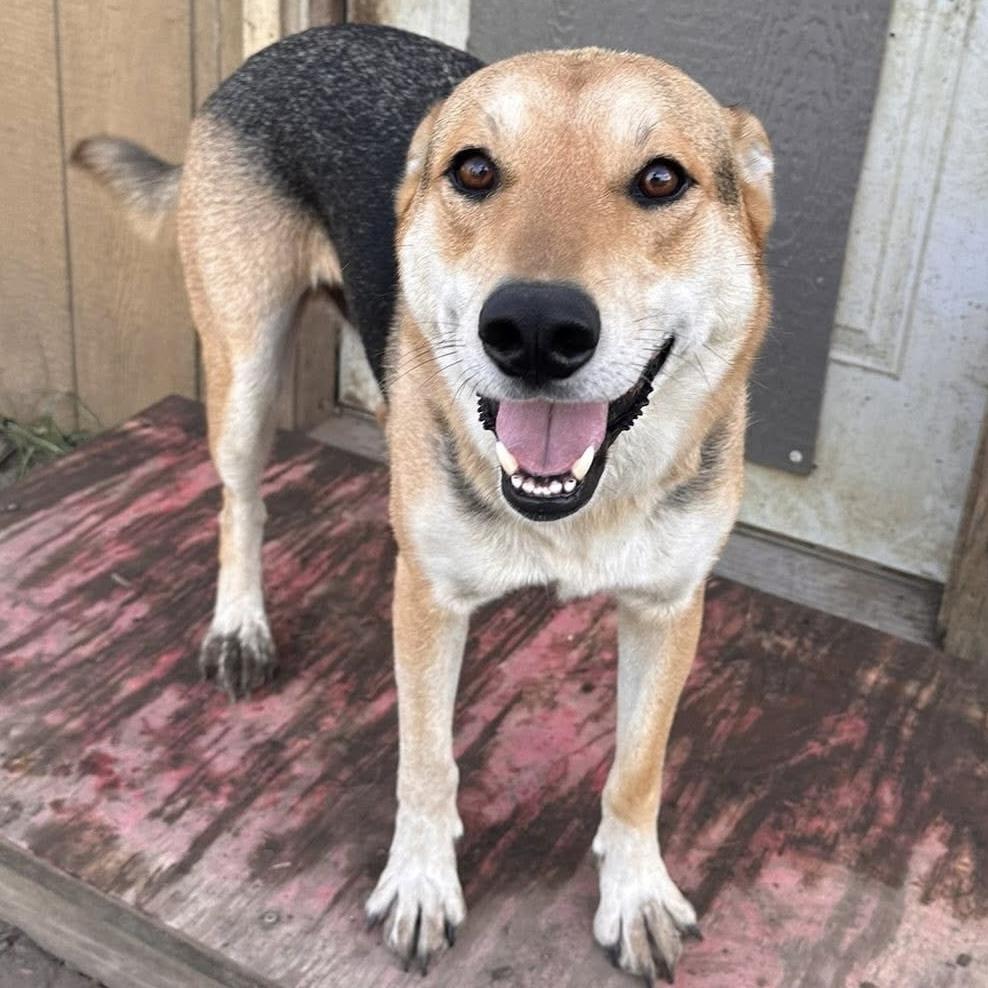 Leo 2, a Adoptable mixed breed in Trenton, MO image 3/3