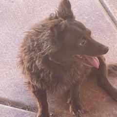 Larry, a Adoptable mixed breed in Mesa, AZ image 3/3
