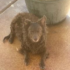 Larry, a Adoptable mixed breed in Mesa, AZ image 2/3