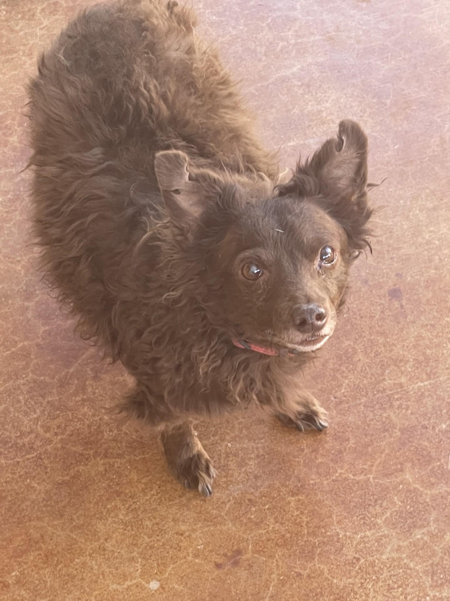 Larry, a Adoptable mixed breed in Mesa, AZ image 1/3