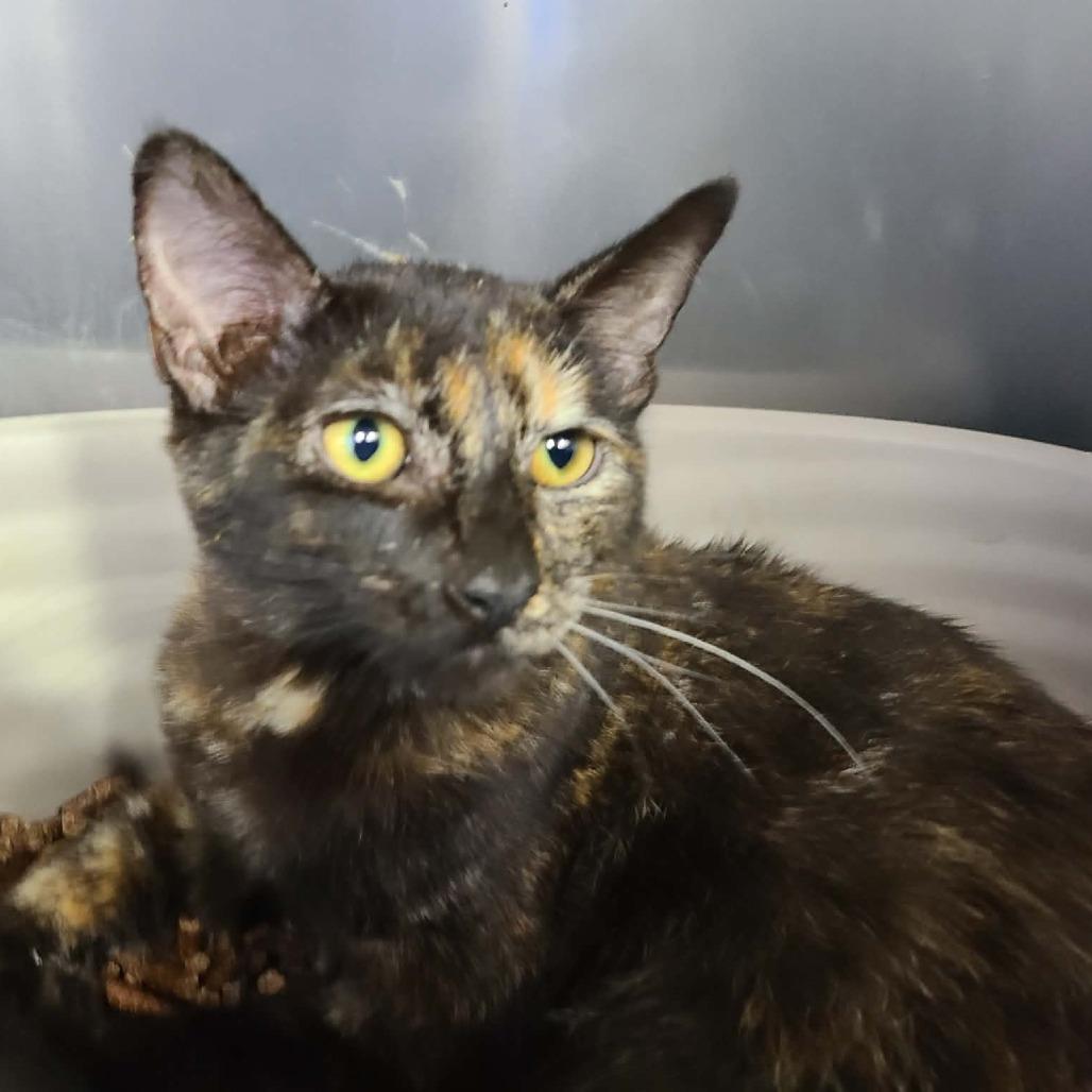 Enlarge Maple, a Adoptable Domestic Short Hair in Coos Bay, OR image 1/1