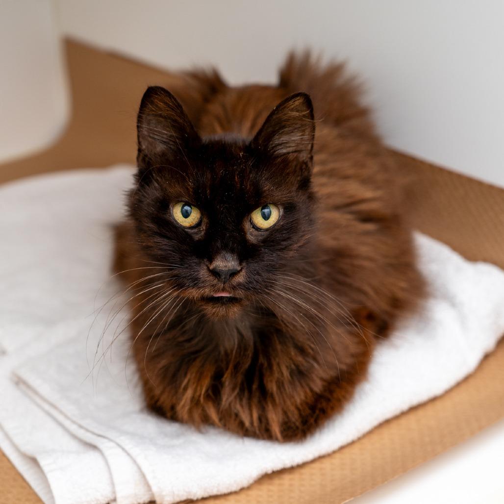 Leonard, Adoptable, Senior Male Domestic Long Hair.