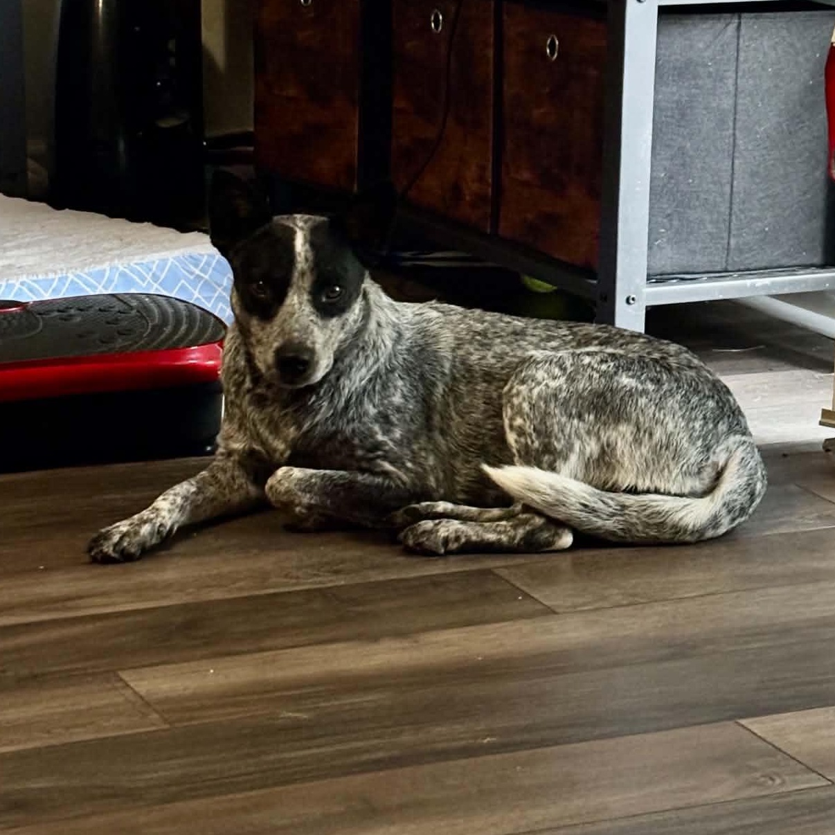 Enlarge Wonder, a Adoptable Australian Cattle Dog / Blue Heeler in Lexington, KY image 3/5
