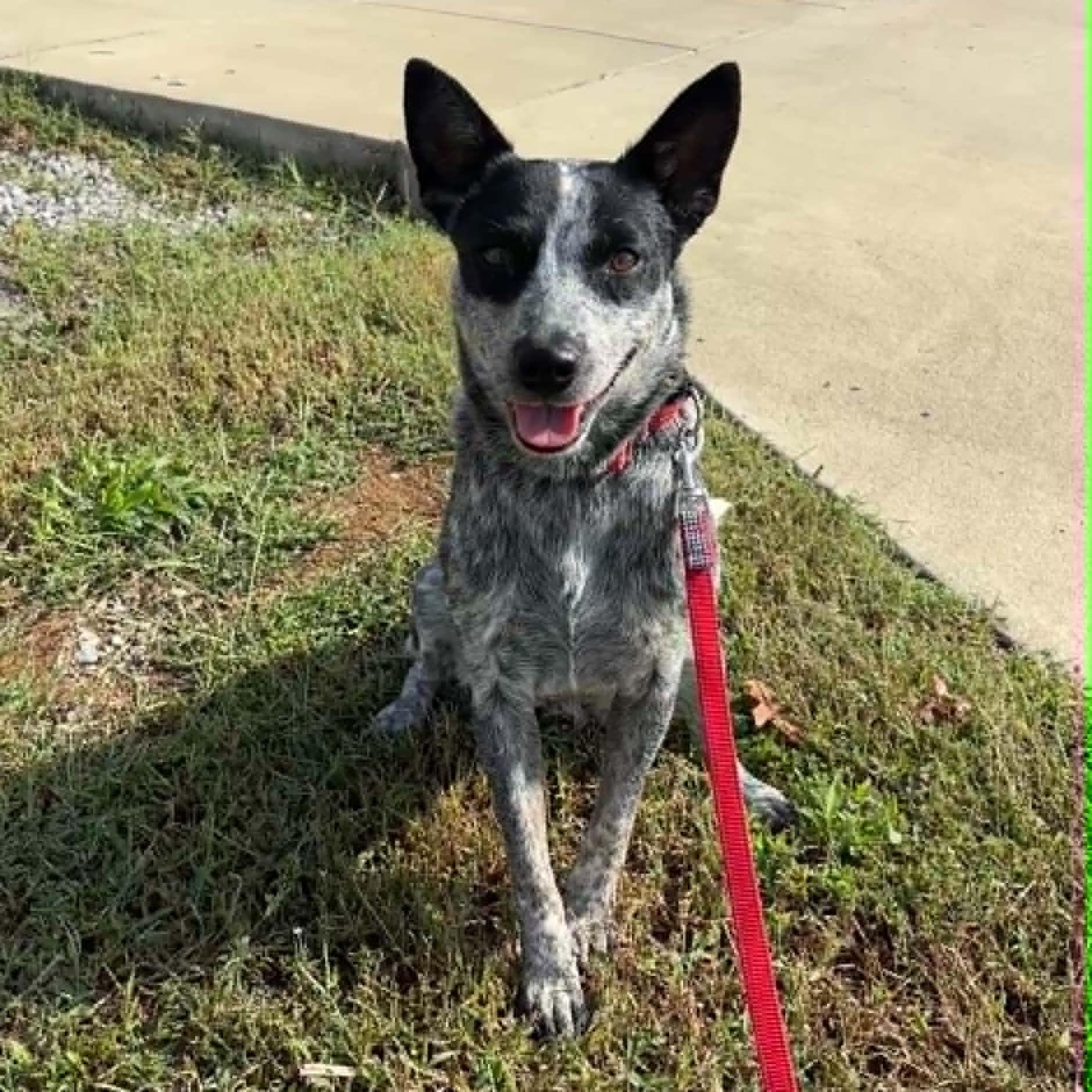 Enlarge Wonder, a Adoptable Australian Cattle Dog / Blue Heeler in Lexington, KY image 2/5