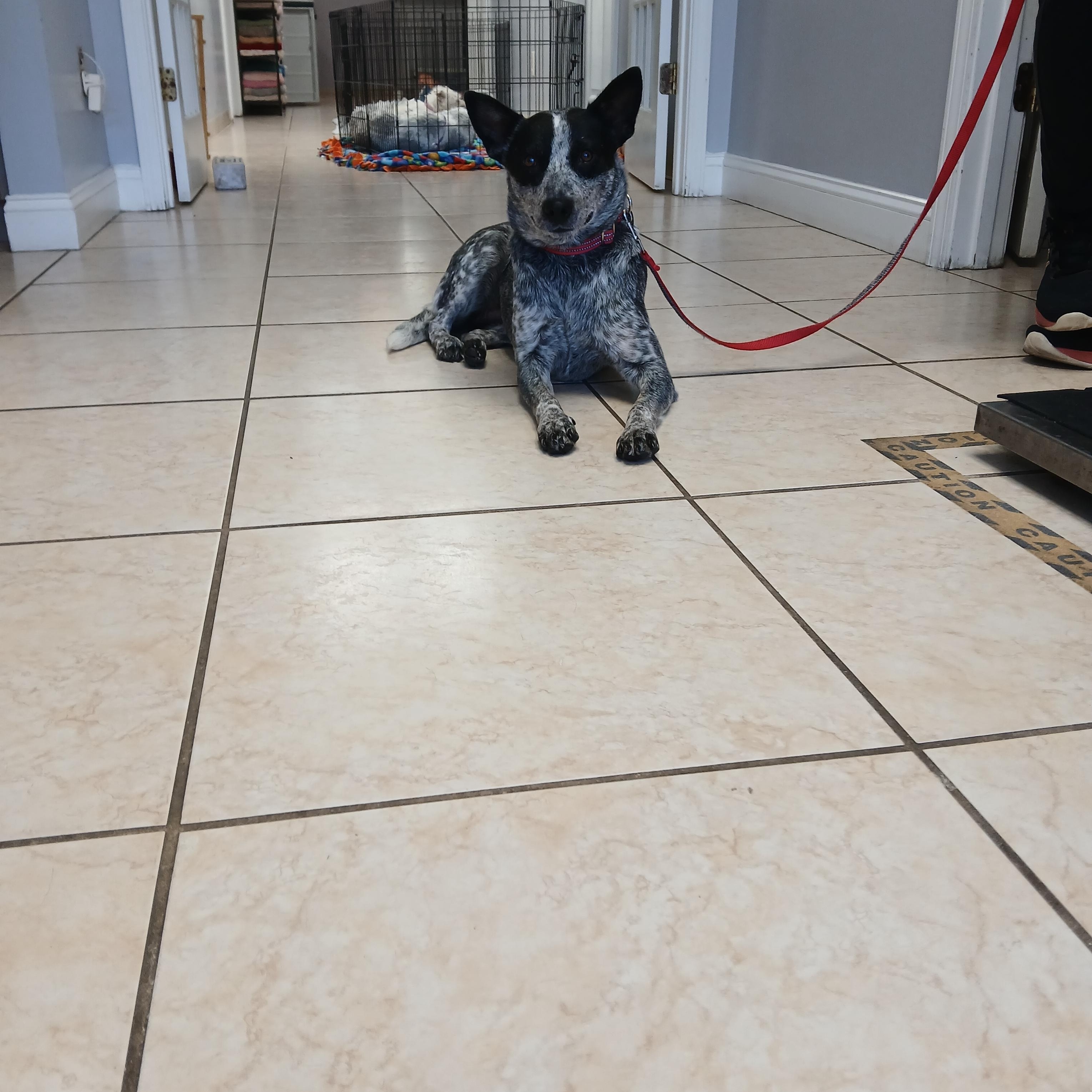Enlarge Wonder, a Adoptable Australian Cattle Dog / Blue Heeler in Lexington, KY image 5/5