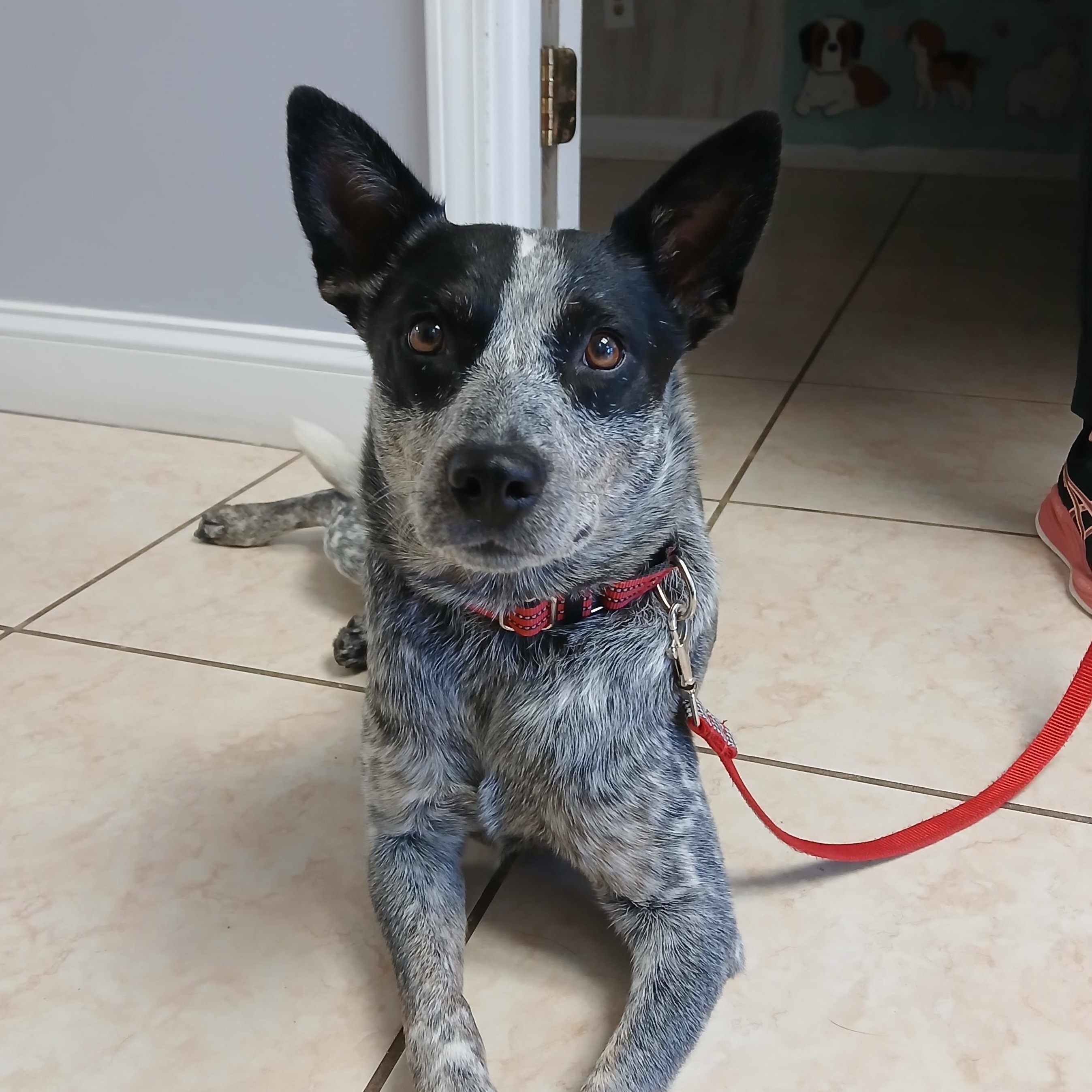 Enlarge Wonder, a Adoptable Australian Cattle Dog / Blue Heeler in Lexington, KY image 1/5