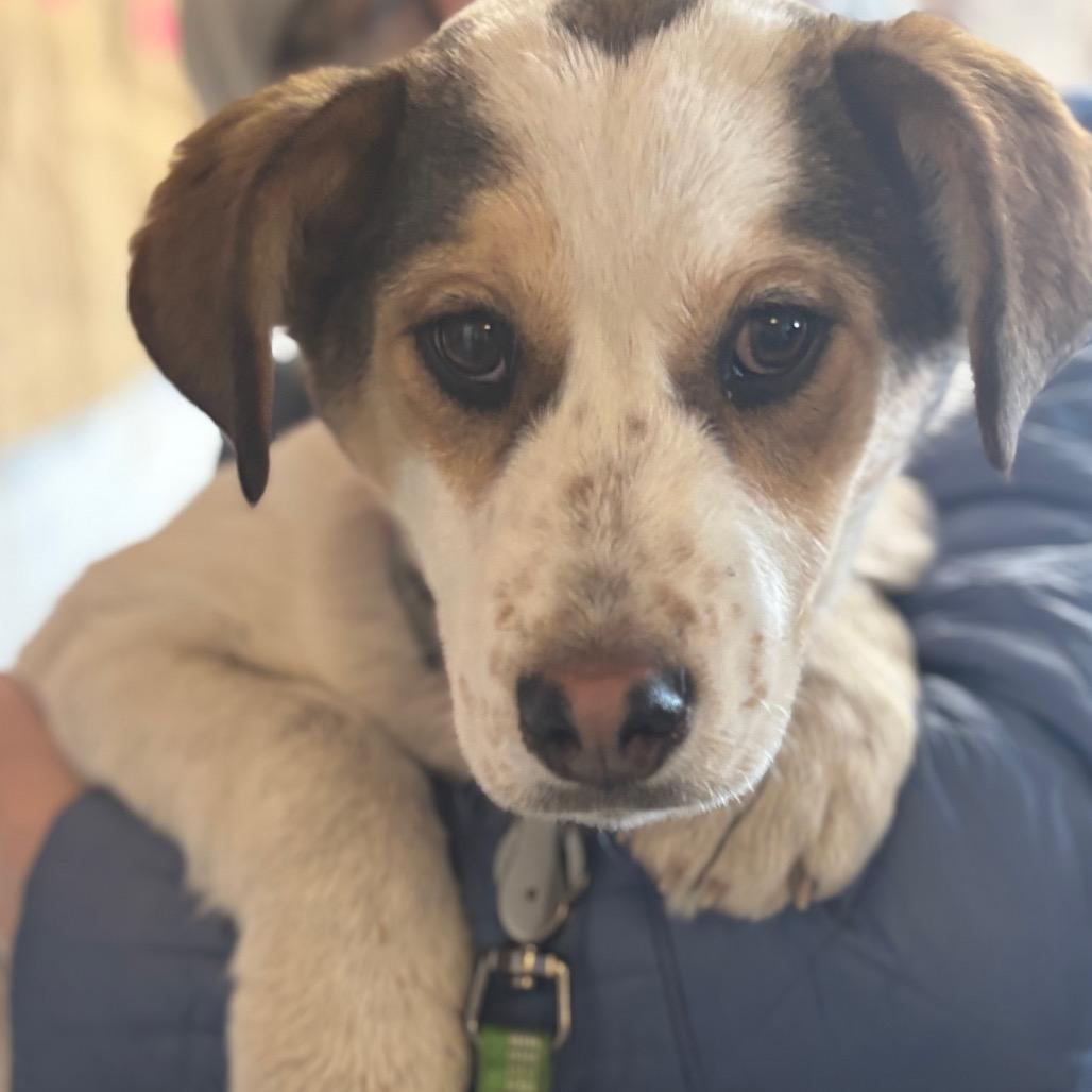 Idgie, Adoptable, Puppy Female Cattle Dog & Coonhound.