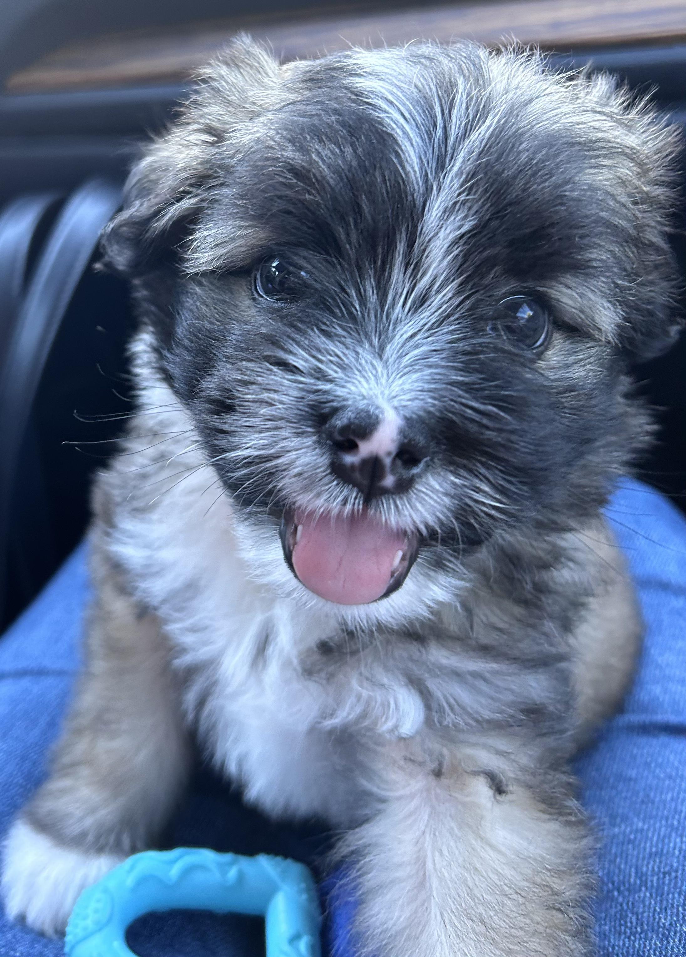Ed, adopted, Puppy Male Shih Tzu.