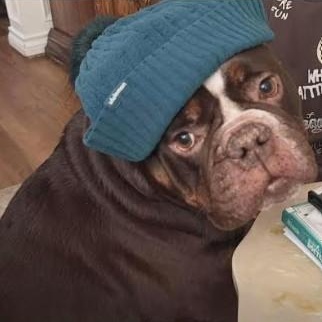 Brisket, a ADOPTABLE English Bulldog in Calgary, AB image 3/5