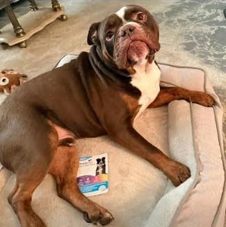 Brisket, a ADOPTABLE English Bulldog in Calgary, AB image 2/5