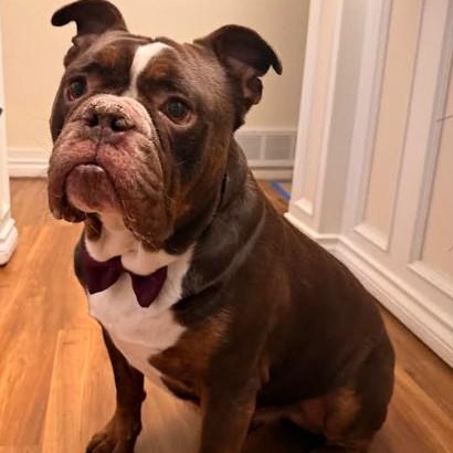 Brisket, ADOPTABLE, Adult Male English Bulldog.