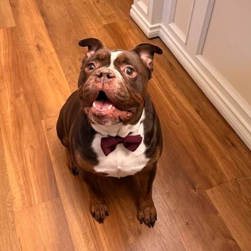 Brisket, a ADOPTABLE English Bulldog in Calgary, AB image 4/5