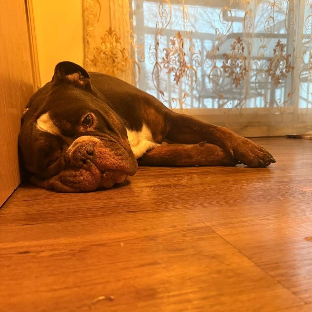 Brisket, a ADOPTABLE English Bulldog in Calgary, AB image 5/5