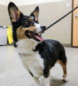 Enlarge Luna, a Adopted Corgi in Harvey , LA image 1/1