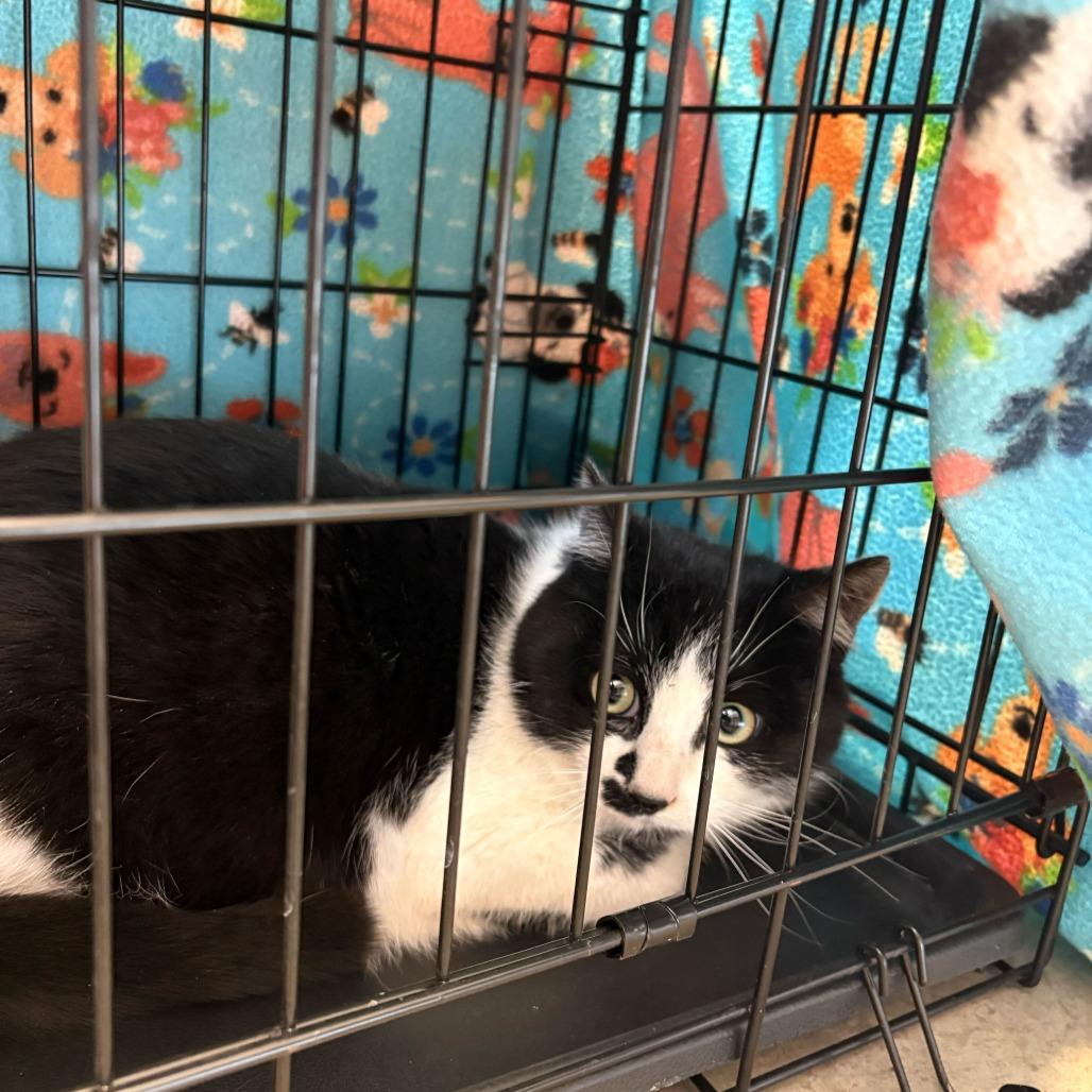 Key Fob, Adoptable, Young Male Domestic Short Hair.